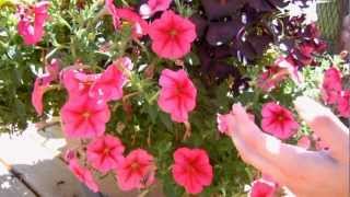 How to Keep your Petunias Looking Full and Flowering [upl. by Hoover]