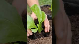 Growing Beautiful Radicchio from Seed to Harvest in container garden [upl. by Ylremik641]