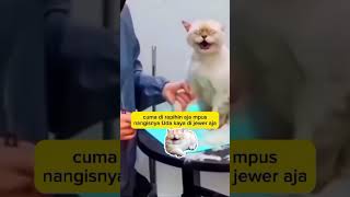 kucing lebay animal komedikucing funny kucinglucu catlover shorts zevaxavier [upl. by Luaped177]