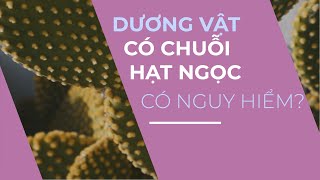 Dương vật có chuỗi hạt ngọc có nguy hiểm không  Phòng Khám ĐaKhoa Hoàn Cầu  Phòng khám phụ khoa [upl. by Ulund]