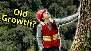 What is an OldGrowth Forest Part 1  Characteristics and Dynamics [upl. by Porche630]