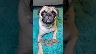 purebred or nothow to spot the difference 🤔 dog pug cute funny pets fyp shorts [upl. by Ardnoid656]