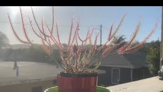 Drosera binata 2022 mid spring update [upl. by Michella]