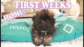 Puppys FIRST WEEK Home  Imperial Shih Tzu [upl. by Ennairol105]