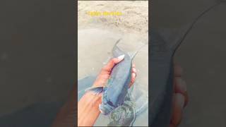 Fish hanting shorts ytshorts trendingshorts jatin movies [upl. by Soinotna471]