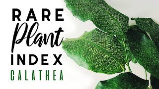 Rare Plant Index 3  Calathea  Uncommon to Extremely Rare Plants [upl. by Aisorbma152]