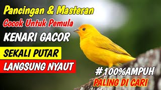 PANCINGAN KENARI GACOR COCOK UNTUK MASTERAN KENARI PAUD amp PANCINGAN KENARI YANG MALAS BUNYI [upl. by Croydon]