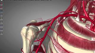 Axillary Artery Tutorial [upl. by Garris]