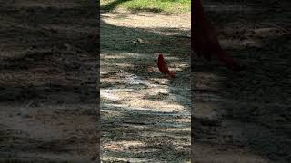 Why this red cardinal is alone [upl. by Itteb905]