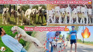 Dogoargentino Kennel Par Gye🐶New Dogoargentino Dog Le Aaye🔥Biggest And Most Dangerous Kennel😰 [upl. by Huberto]