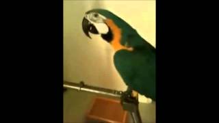 WTF Parrot [upl. by Ilana907]