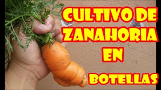 CULTIVO DE ZANAHORIA EN BOTELLAS DE REFRESCO  quotPROCESO COMPLETOquot [upl. by Ellerrehc]