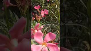 Oleander गुलाबी कनेर का plant कम पानी में भी बढता हैflowergarden gardening plants [upl. by Osana]