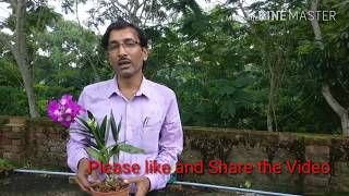 How to make Orchid Potting mix at your home free of Cost [upl. by Rakso52]