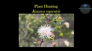 Plant Hunting  Targeted searching for Kunzea rupestris  a threatened plant species in Sydney [upl. by Rayford129]