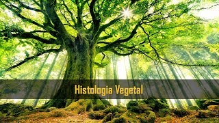 Pergunta Pro Toid PPT  Histologia Vegetal Botânica [upl. by Aneetsirk974]