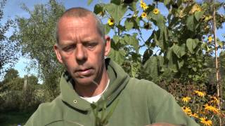 Pflanzen Vermehrung Teil 5 Sonnenhut Rudbeckia Gärtnertipp Instructions Stauden [upl. by Alie344]