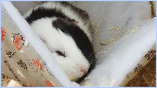 How to Make a Guinea Pig Fleece Hammock [upl. by Arick]