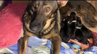 germanshepherd freya giving birth to cute 4 puppies💕🐕3malesamp1 female last night🫰✌️🙏 [upl. by Tuesday]