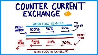 Fish Respiration [upl. by Posner353]