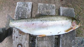 Fishing for trout the old fashioned way  WORM amp BOBBER METHOD [upl. by Orimisac]