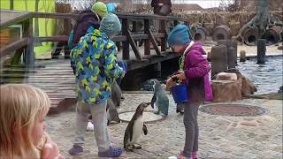 Lübbenau Spreeweltenbad mit der Fütterung der Pinguine im Februar 2020 [upl. by Eibbob]