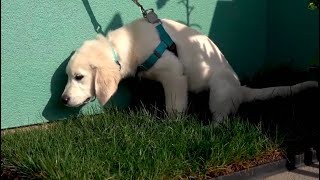 How to Potty Toilet Train your Puppy to quotGo Pottyquot on the portable dog lawn station [upl. by Acinomed]