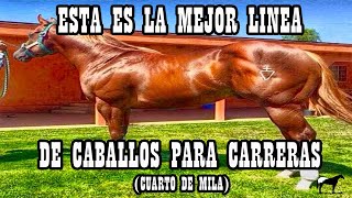 Líneas Ligeras Cuarto de Milla Corona Cartel🐴Del Cerro Soy [upl. by Tseng453]