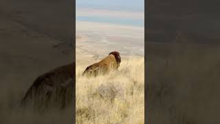 Buffalo on Antelope Island [upl. by Olympium244]