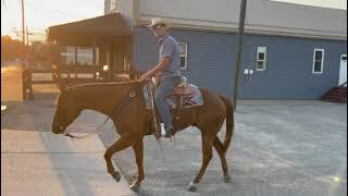 Stat Hip  424 Consigned at Boone County Draft and QH Sale 962024 [upl. by Weiner]