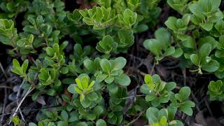 Arctostaphylos uvaursi  Bearberry [upl. by Otrebor]