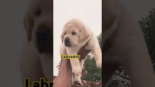 Labrador Labrador dehradun more information 8476999905 shortsvideo [upl. by Merlina118]