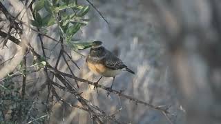 Perching Birds Воробьинообразные Στρουθιόμορφα Order Passeriformes [upl. by Rainwater]