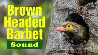 Brownheaded barbet sound and call  Kutroo…Kura Kura communication of Barbets  Familiar bird sound [upl. by Dadelos]