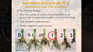 Root Assessment for Corn Rootworm Larval Feeding Injury in Field Corn [upl. by Woodford]