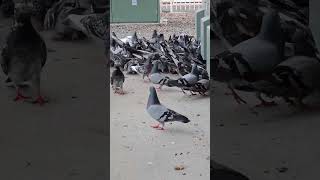 Feeding frenzy turtle doves pigeons dove birds birdsounds [upl. by Champaigne]