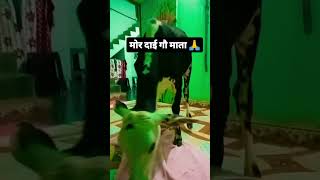 comedy niteshcomedian funny cow cowvideos [upl. by Nealey]