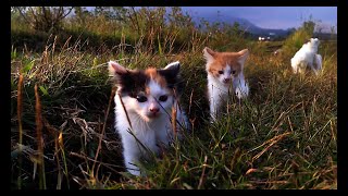 123 CAT CUTES  ANIMAL FUNNY  MIAW MIAW MIAW  MEOW MEOW BILLI KARTI  05 [upl. by Lehmann]