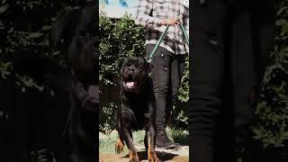 Rottweiler vs German Shepherd vs Doberman vs Husky Bite force comparison shorts dog new ytshorts [upl. by Armalla]