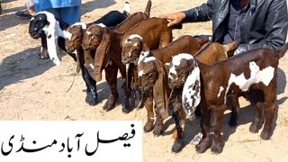 Faisalabad Bakra Mandi  New Update  FM Animals 030066982846•3•2024 [upl. by Sutelc]