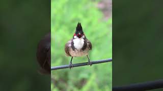 Redwhiskered bulbul  ഇരട്ടത്തലച്ചി  Kerala bird species [upl. by Maclay]