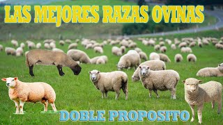 TOP8  Las Mejores Razas Ovinas Con Doble Proposito [upl. by Celie]