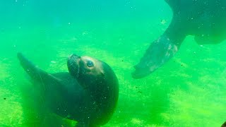 Very friendly and jolly seals at Vienna Zoo Tiergarten Schonbrunn [upl. by Rettig]