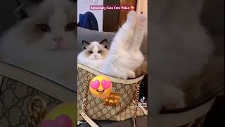 Amazingly Cute Cats Videocats video cat cats viral catlover shortsfeed cooknology [upl. by Myrtice]