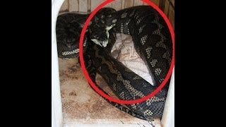 Chihuahua Maltese Dog Eaten By A Python [upl. by Nicholle]