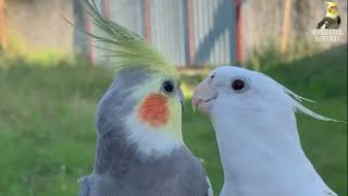 Female Cockatiels Singing [upl. by Morven]