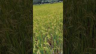 Kheti badi kam heapna  powartrak🌱🌾farming status shorts short [upl. by Werbel]