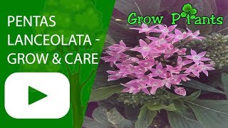 Pentas lanceolata  grow and care [upl. by Elke]