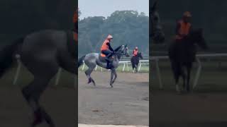 viralvideo horse equestrian horseriding horserider shortsviral shortvideos shorts india [upl. by Smoht]