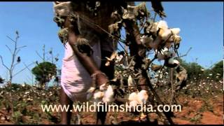 Picking cotton from the fields India [upl. by Millie]